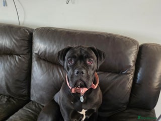 Cane Corso dogs Cane corso 1year old - Advert 2