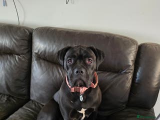 Cane Corso dogs Cane corso 1year old - Advert 16