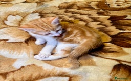 Domestic Shorthair cats for sale: Real life Garfield🤩 - Image 4