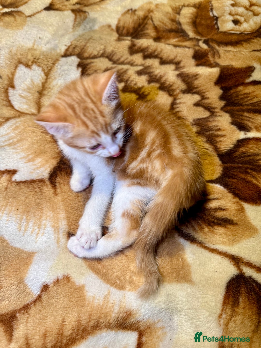 Domestic Shorthair cats for sale: Real life Garfield🤩 - Image 4