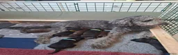 Labradoodle dogs for sale: Beautiful F3b labradoodle puppies in Ipswich - Advert 2