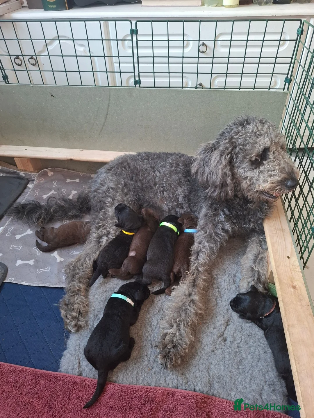 Labradoodle dogs for sale: Beautiful F3b labradoodle puppies in Ipswich - Advert 2