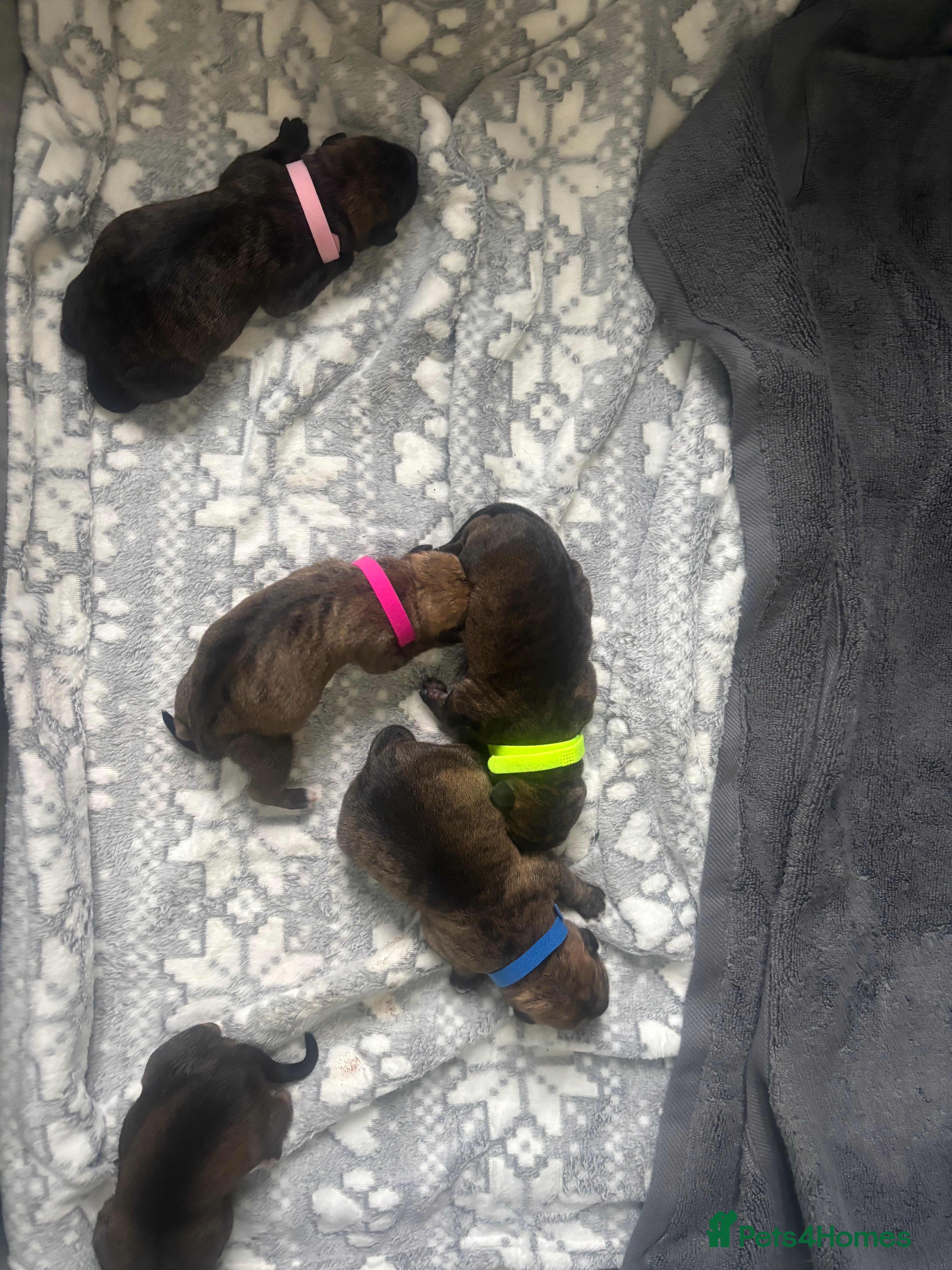 Mixed Breed dogs Brindle staff X Rottweiler puppy’s  - Advert 1