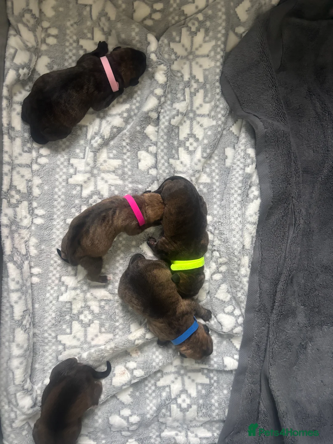 Mixed Breed dogs for sale: Brindle staff X Rottweiler puppy’s  - Advert 1