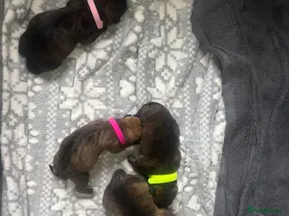 Mixed Breed dogs Brindle staff X Rottweiler puppy’s - Advert 16