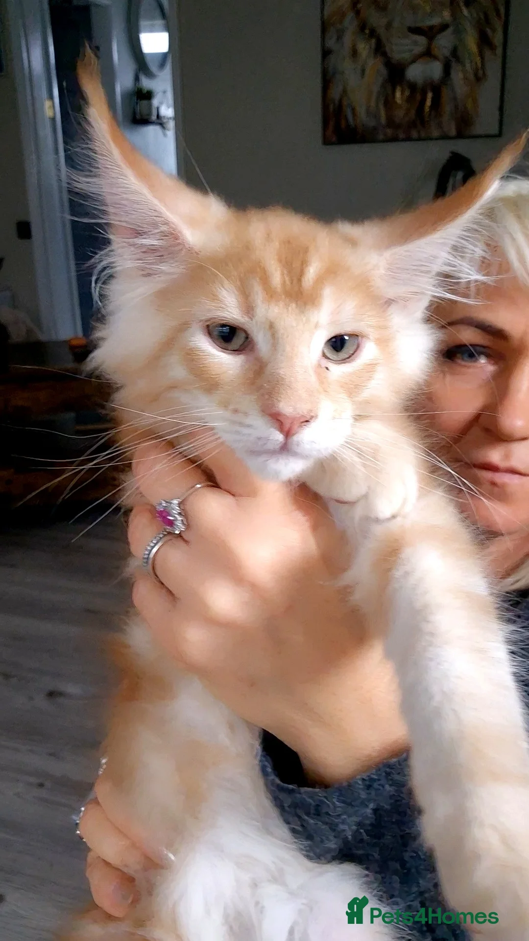 Maine Coon cats for sale: Beautiful Maine Coon boys . - Advert 19
