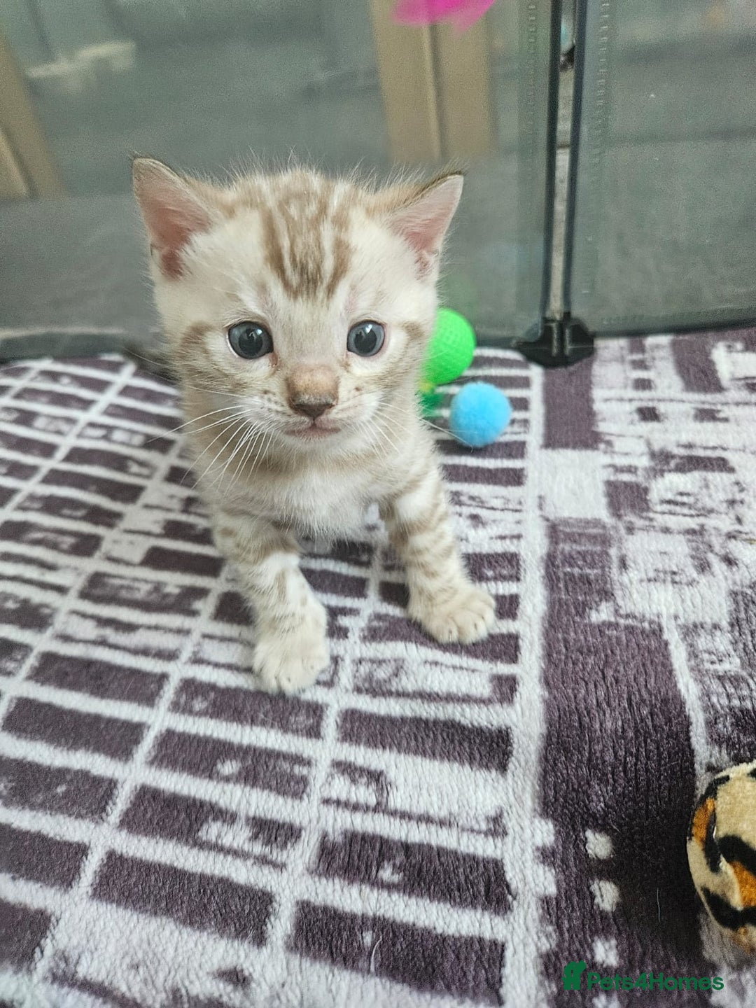 Bengal cats for sale: Lovely bengal kittens(Tica reg.)😍 - Image 13