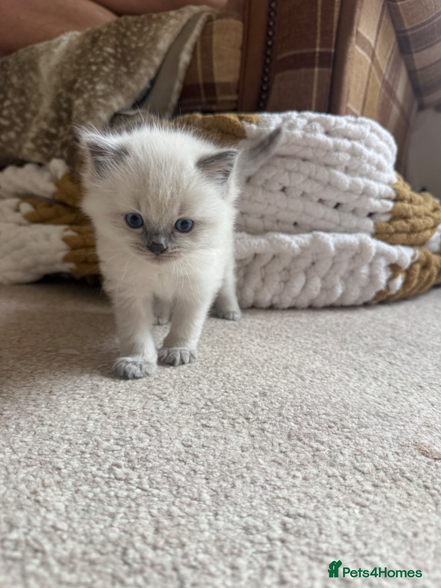 Ragdoll cats ONLY 2 LEFT ❤️ ragdolls ❤️ - Advert 2