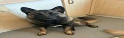 Mixed Breed dogs for sale: 1 year old German Shepherd x Japanese Alita - Advert 1