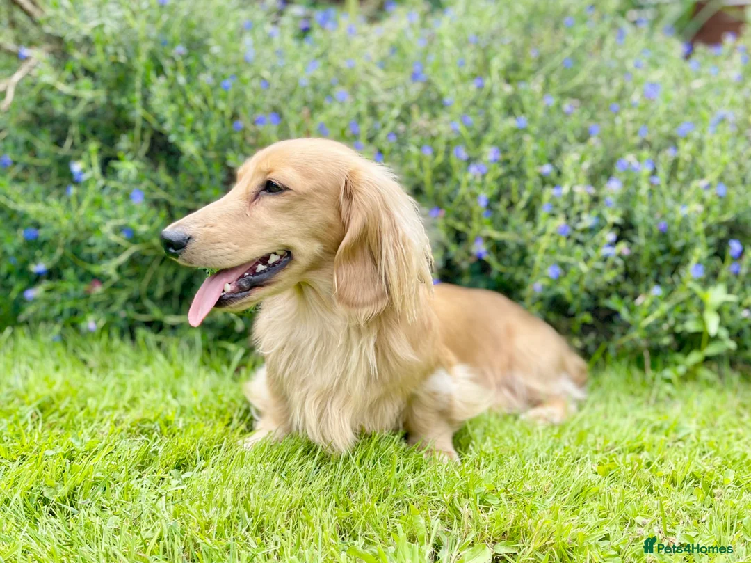 Miniature Dachshund dogs for stud: Proven Stud - Longhaired Cream Miniature Dachshund - Advert 2