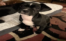 Mixed Breed dogs for sale: French bulldog/cockerspaniel 12 weeks old   - Advert 16