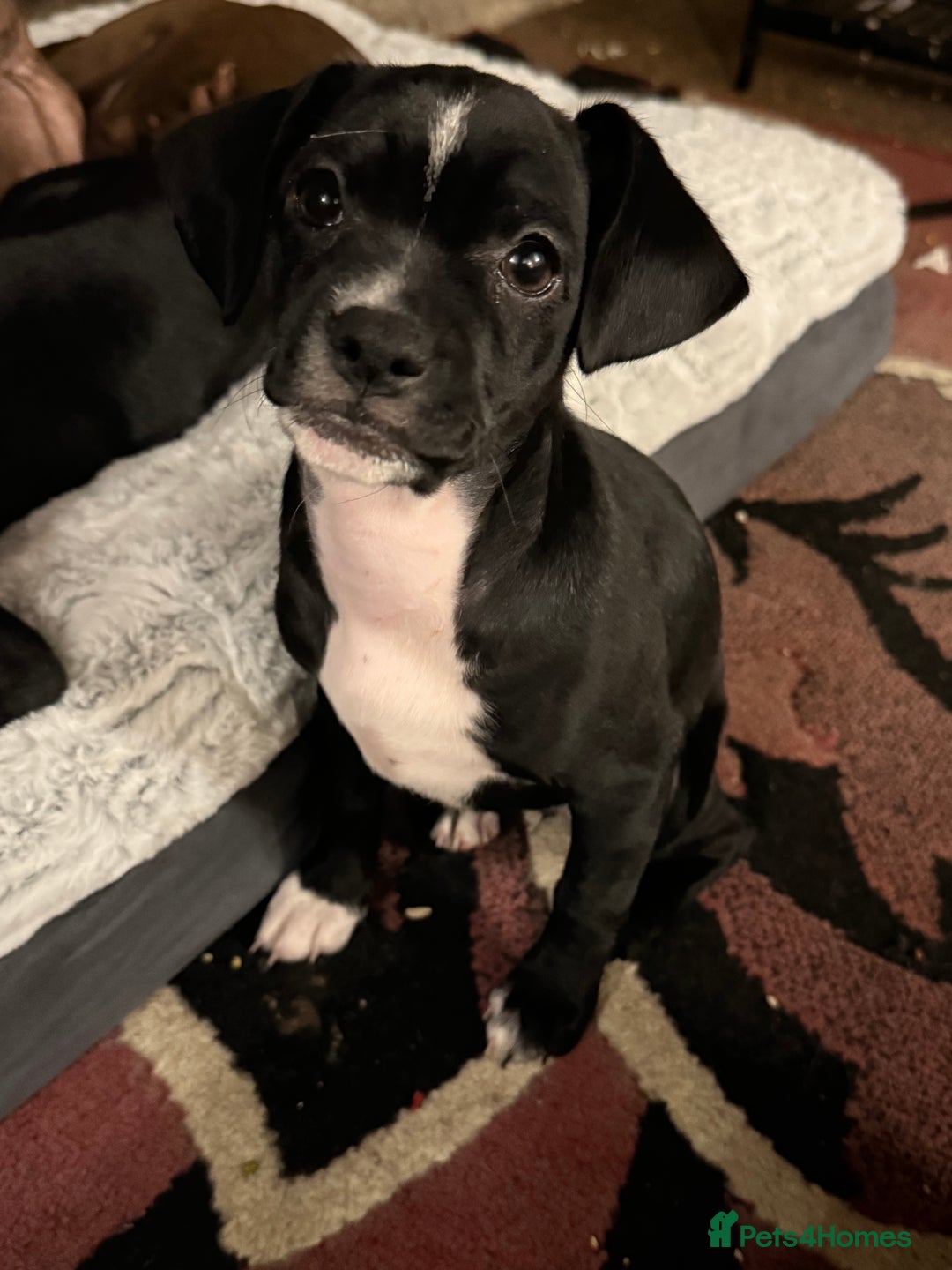 Mixed Breed dogs for sale: French bulldog/cockerspaniel 12 weeks old   - Advert 16