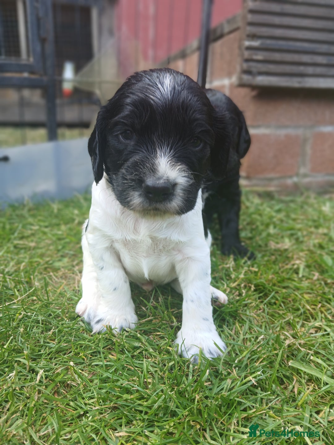 Sprocker dogs for sale: READY NOW !! 3 sprocker spaniels left  👀🏡✨️ in Wakefield - Image 29