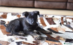 German Shepherd dogs for sale: German Shepherd Puppies - Image 32