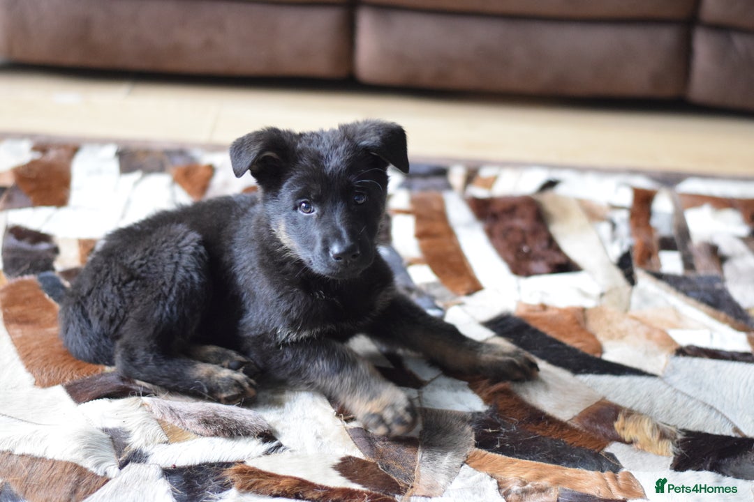 German Shepherd dogs for sale: German Shepherd Puppies - Image 32