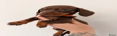 Miniature Dachshund 5