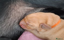 Labrador Retriever dogs for sale: Stunning Pure Labrador retriever puppies - Image 12