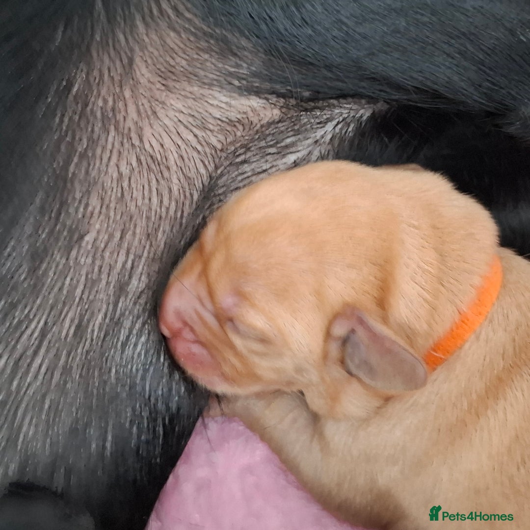 Labrador Retriever dogs for sale: Stunning Pure Labrador retriever puppies - Image 12