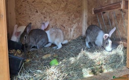 Mixed Breed rabbits for sale: Rabbit  - Image 3
