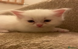 Siberian cats for sale: Siberian Neva masquerade kittens  - Image 9