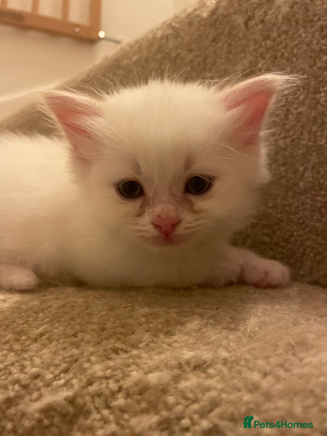 Siberian cats for sale: Siberian Neva masquerade kittens  - Image 9