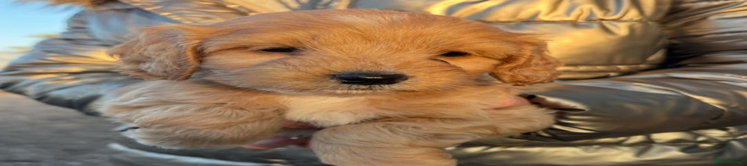 Cockapoo Puppy 1