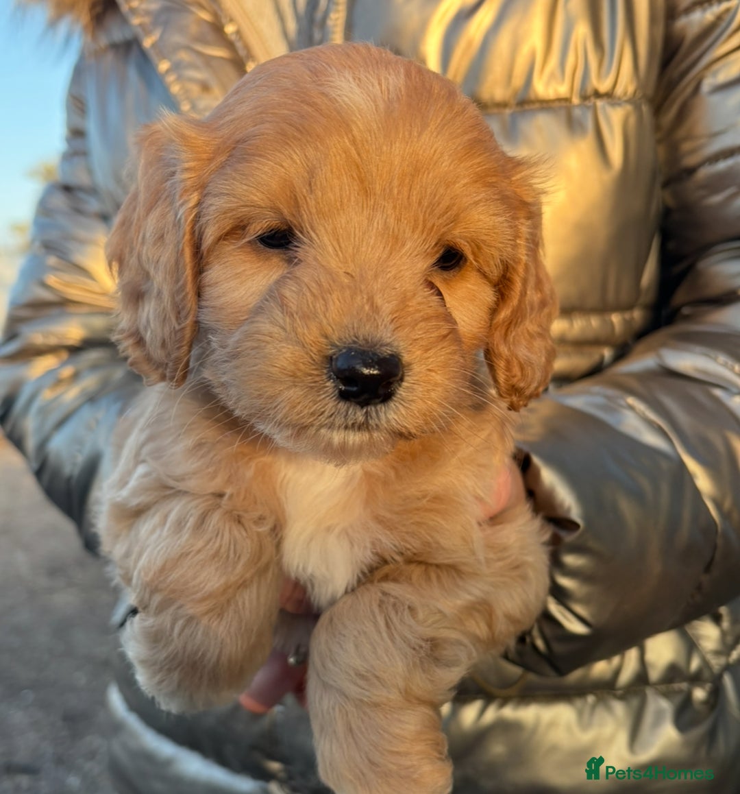 Cockapoo dogs for sale: Cockerpoo pup - Image 2