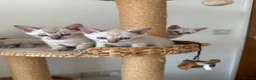 Bengal cats for sale: Blue-eyed Albinos Bengal Kittens, TICA-Active! 🏆 - Advert 13