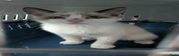 Mixed Breed cats for sale: Kitten for sale - Advert 3