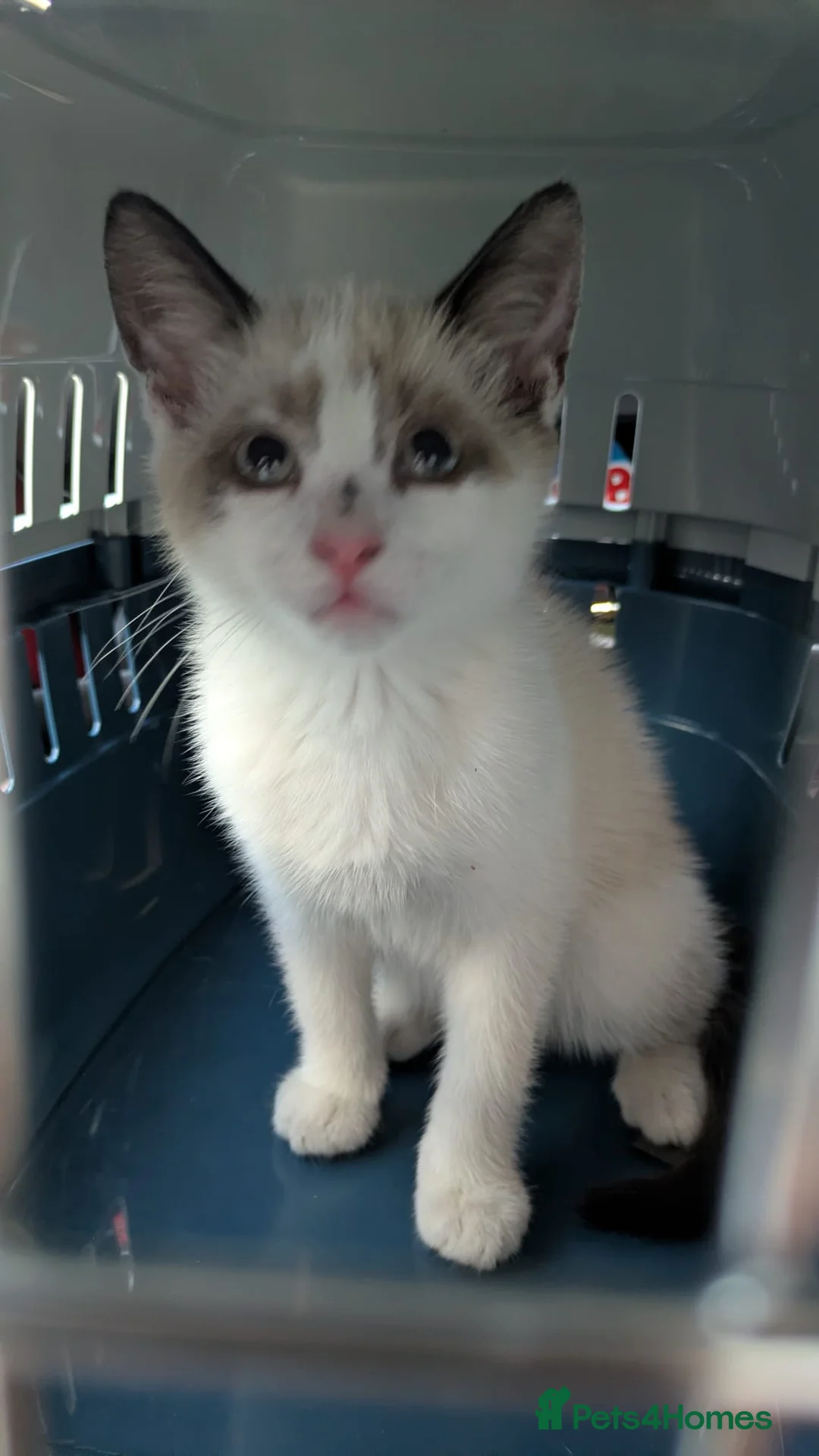 Mixed Breed cats for sale: Kitten for sale - Advert 3