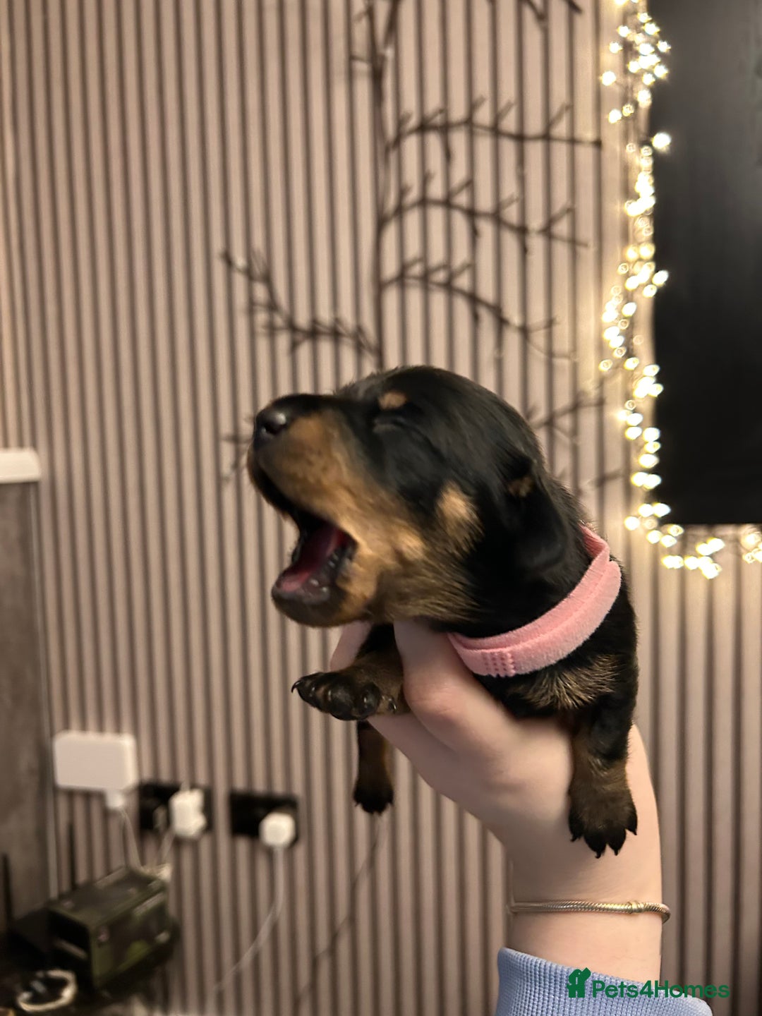 Dachshund dogs for sale: Litter of 8 beautiful dachshund puppies🩵🩷 - Advert 22