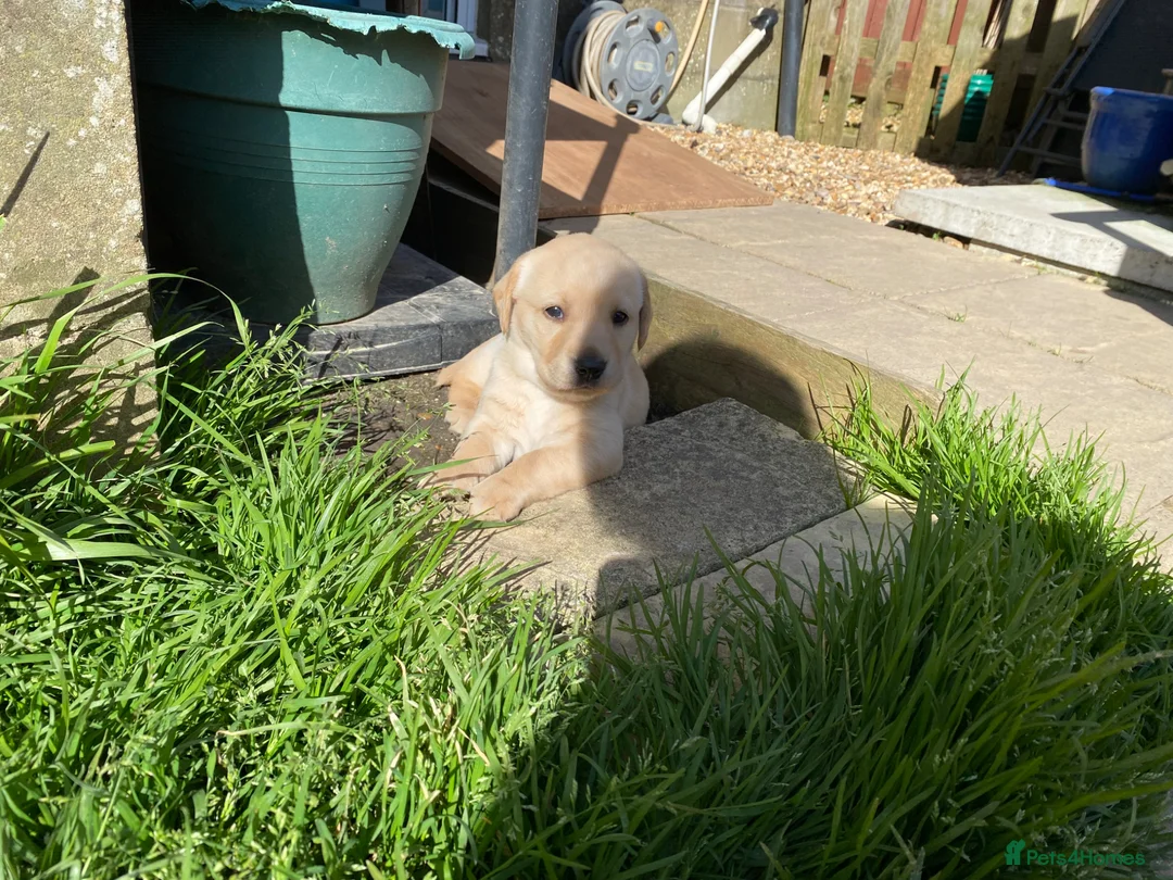 Labrador Retriever dogs for sale: Labrador pups from health tested parents  - Advert 12