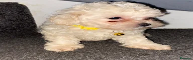 Maltipoo yellow