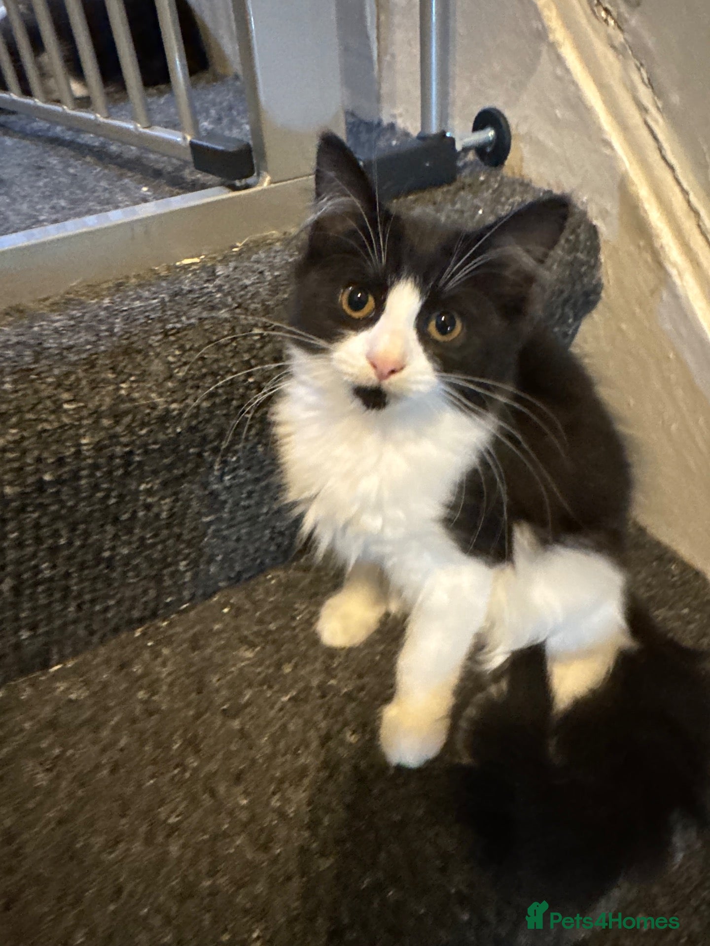 Mixed Breed cats Male and Female Kittens - Advert 6