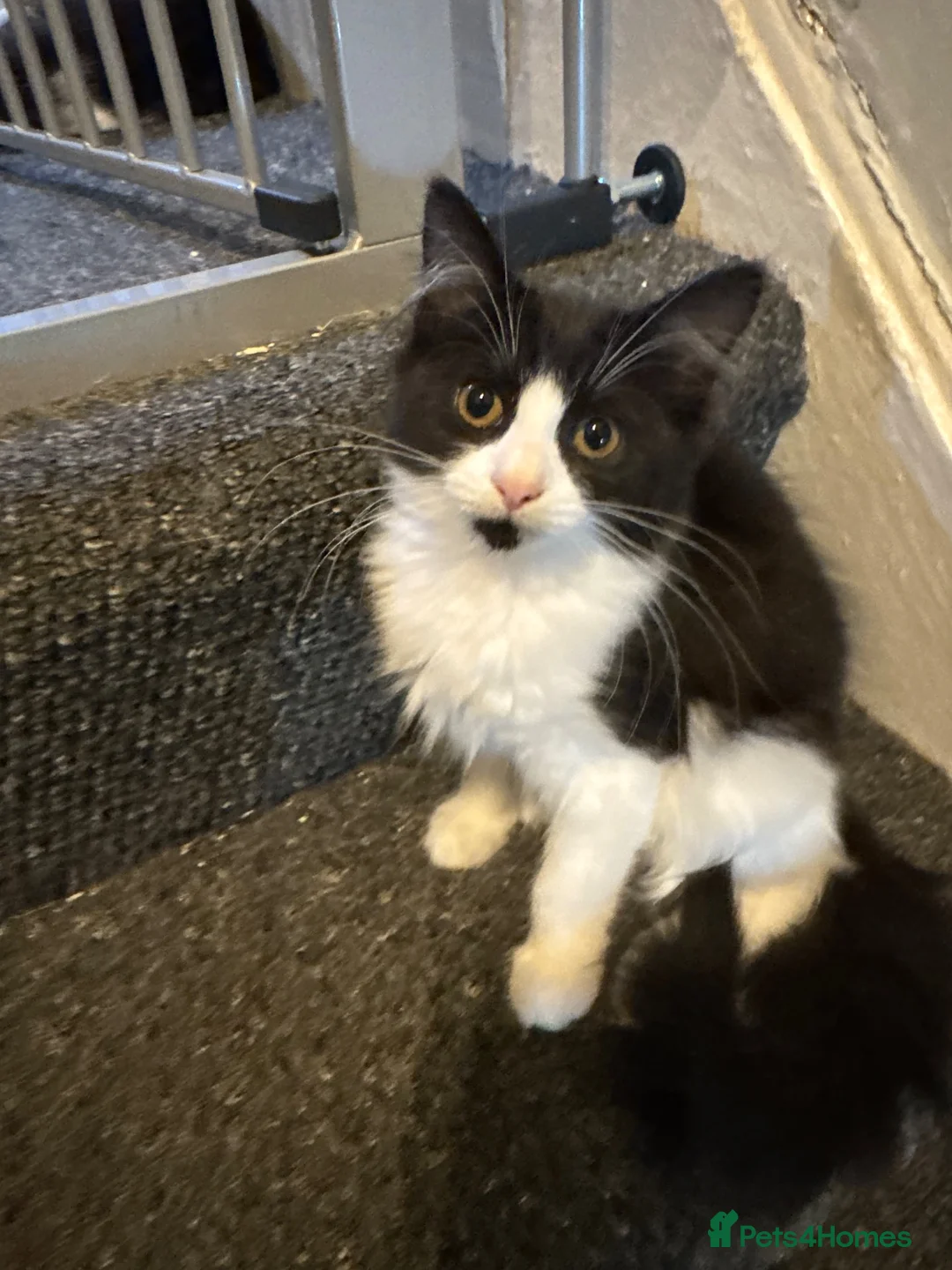 Mixed Breed cats for sale: Male and Female Kittens - Advert 1