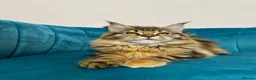 Maine Coon cats for sale: TICA Pedigree Registered Maine Coon Kittens - Advert 14