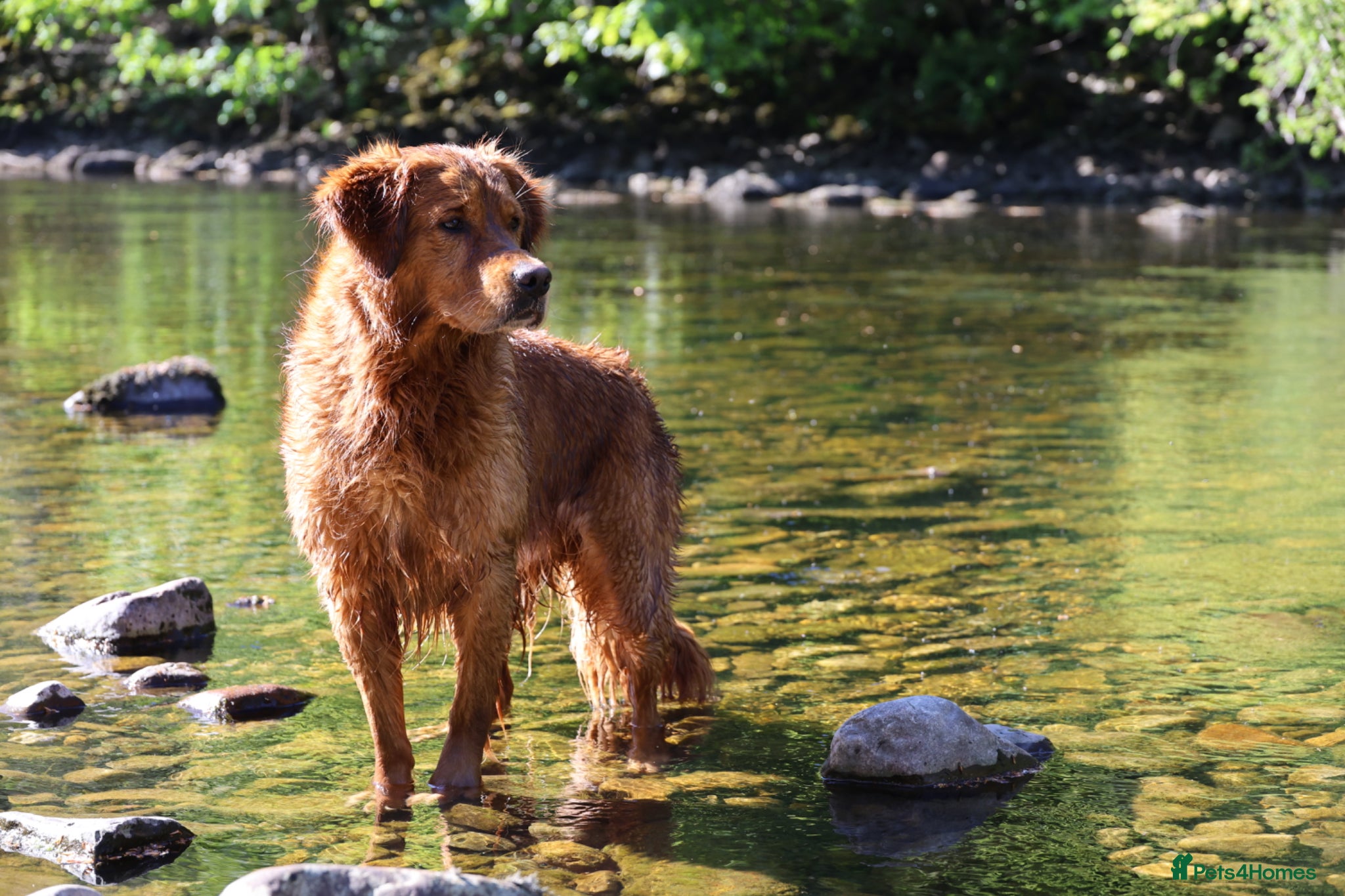 Golden Retriever dogs STUNNING NORWEGIAN IMP GOLDEN RETRIEVER FOR STUD  - Advert 7