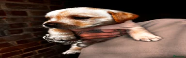 Mixed Breed Puppy 7
