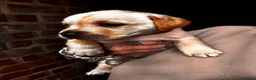 Mixed Breed dogs for sale: Staffydor  - Advert 14