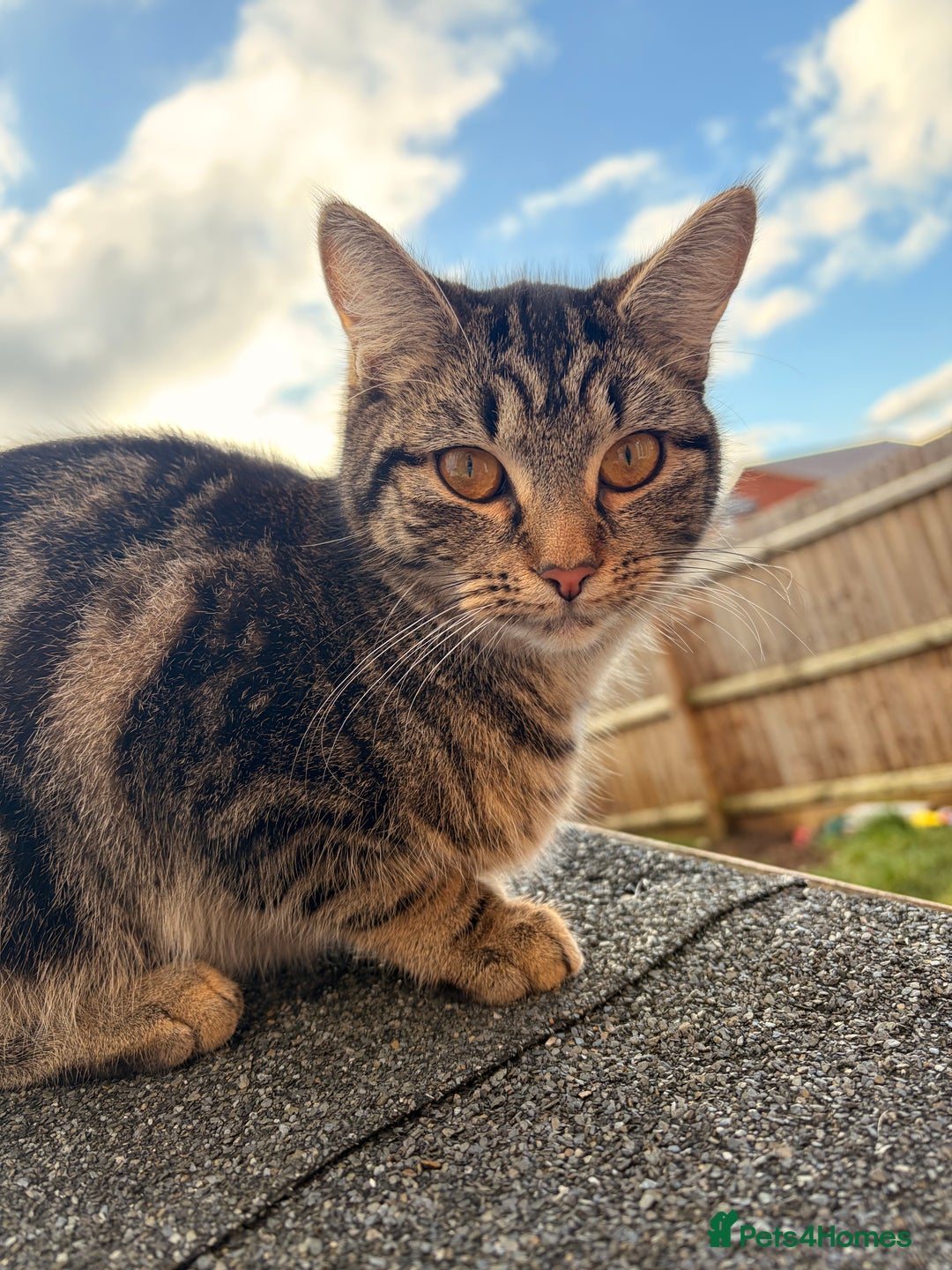 Mixed Breed cats for sale: Beautiful Cats - Advert 1