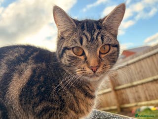 Mixed Breed cats Beautiful Cats - Advert 7