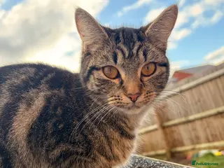 Mixed Breed cats Beautiful Cats - Advert 1