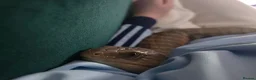 Skink reptiles for sale: Northern blue tongue skink - Advert 6