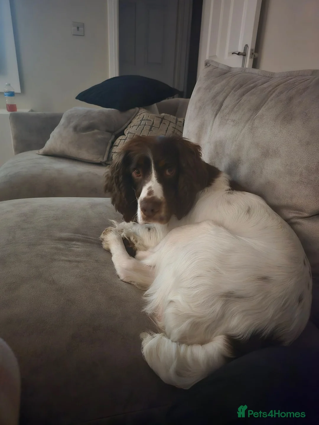 Cocker Spaniel dogs for sale: Male Cocker spaniel  in Newcastle upon Tyne - Advert 1