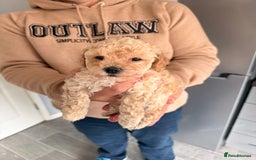 Poochon dogs for sale: Poochon Puppies  - Image 10