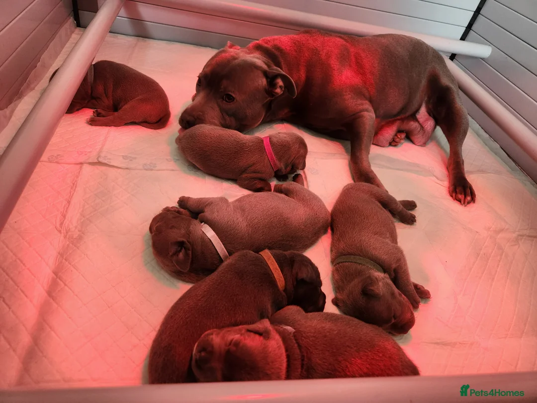 Staffordshire Bull Terrier dogs for sale: Blue KC registered Staffordhire bull terrier in Halstead - Advert 4