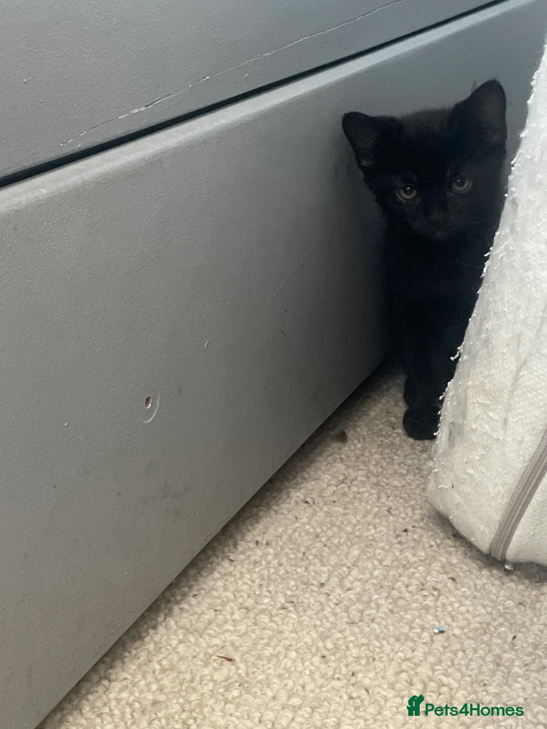 Mixed Breed cats for sale: Kittens for sale  in Swindon - Advert 2