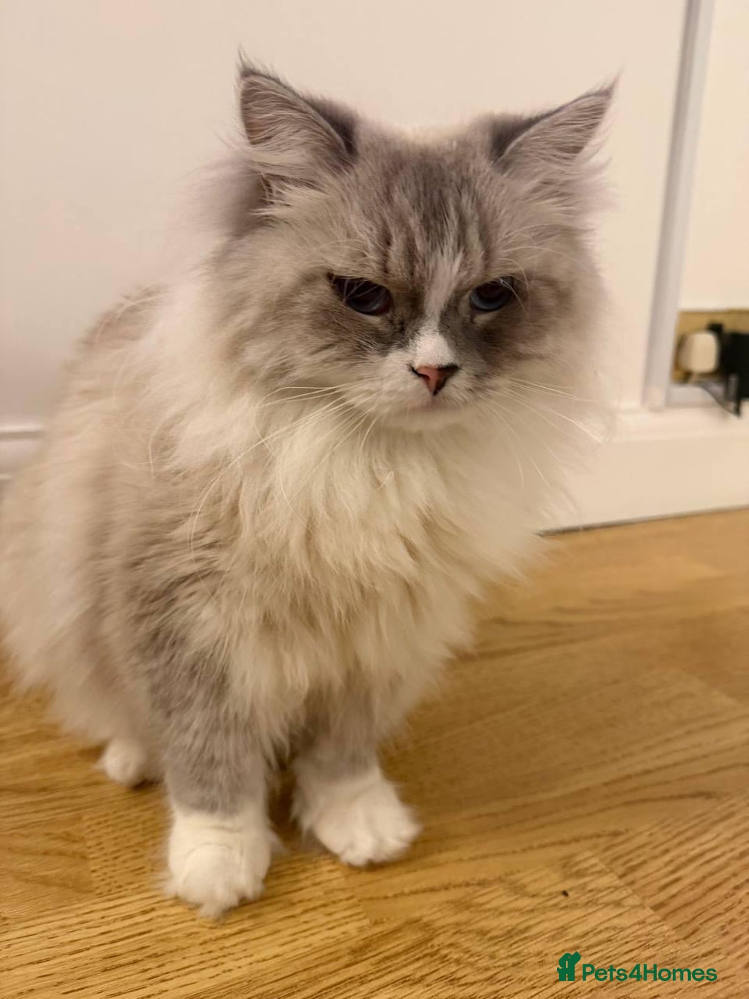 Siberian cats for sale: Rare Siberian Cats Available😻💯 - Advert 26