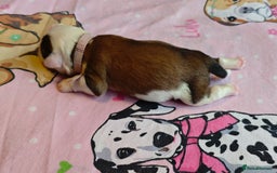 Tibetan Terrier dogs for sale: KC Tibetan Terrier Puppies For Sale😀 - Image 9