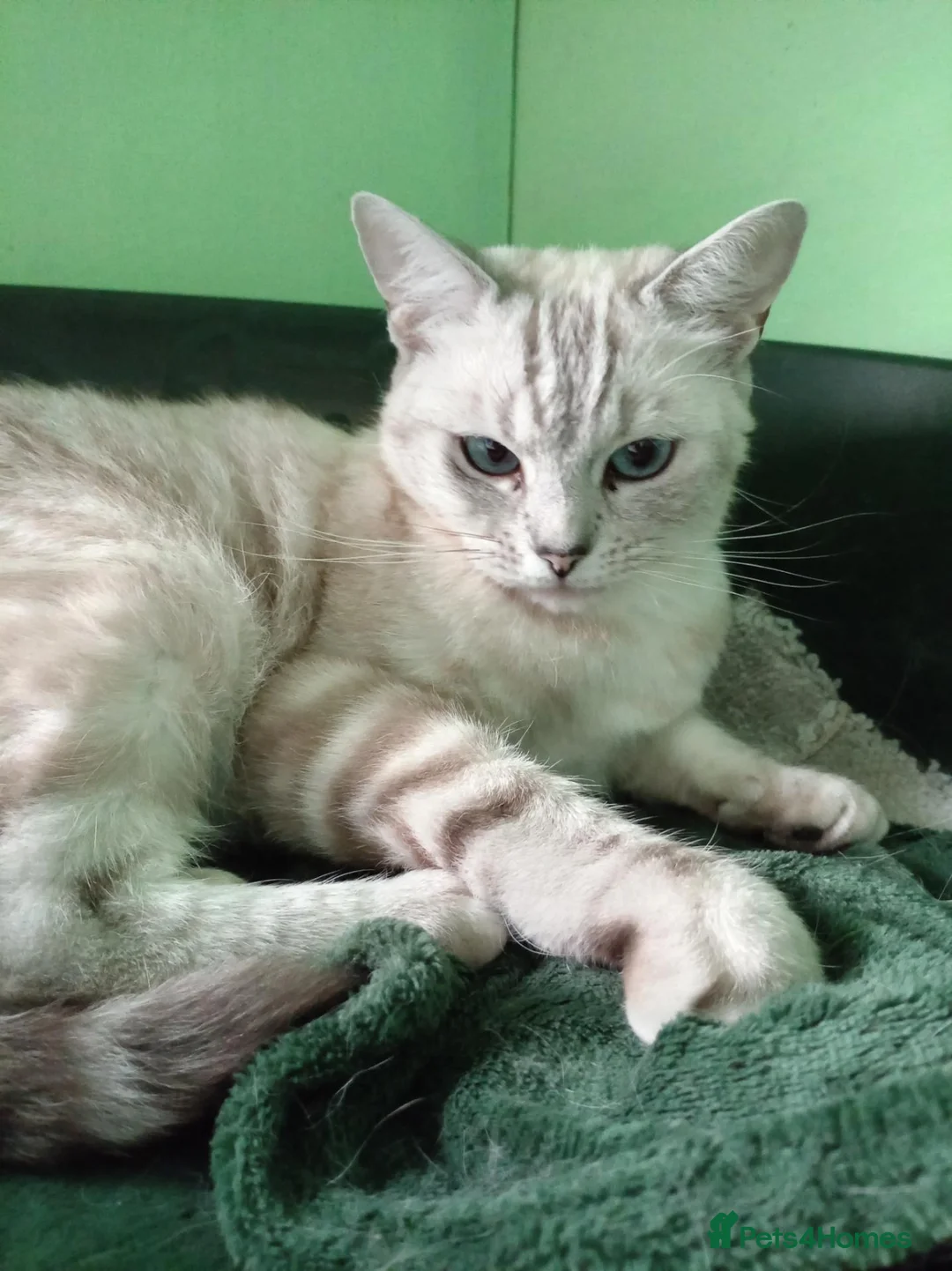 Mixed Breed cats for sale: Ragdoll x British Shorthair.  - Advert 3